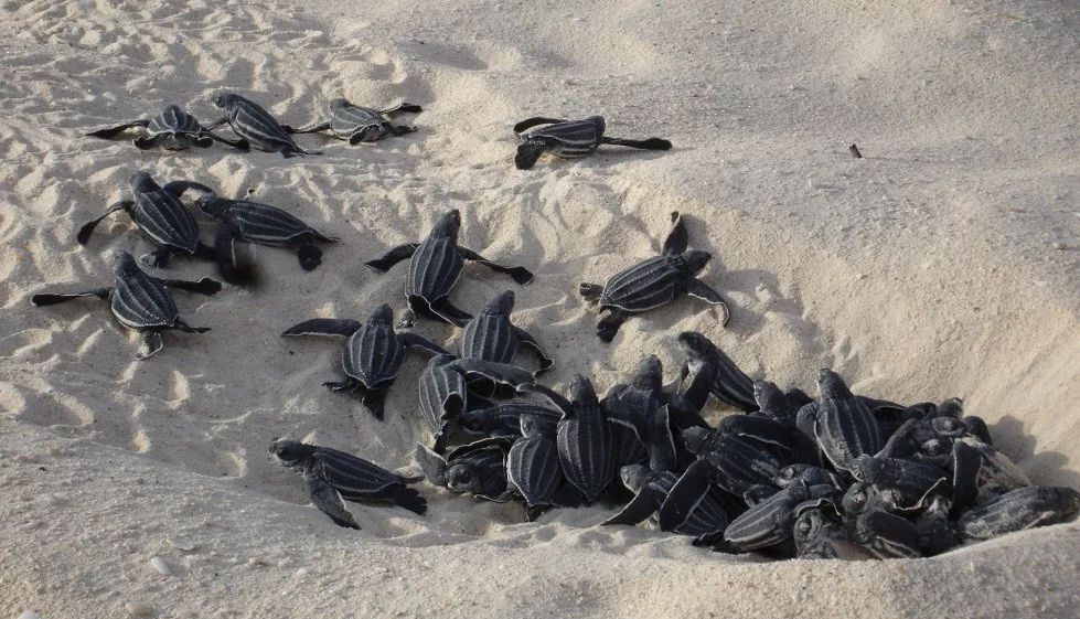 Aruba,The Ultimate Guide to the Flamingo Island (Plus Beaches, Shipwrecks & More!)