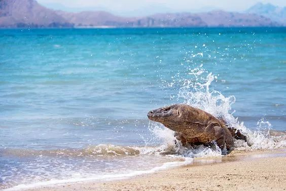 The World's 3 Most Incredible Pink Sand Beaches: A Guide to Rosy Shores