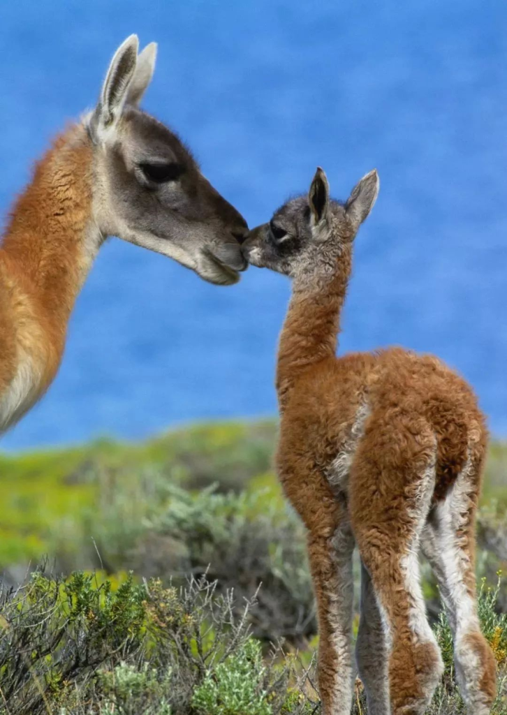 Chile: A Land of Adventure - Top 10 Must-See Spots in and Around Torres del Paine