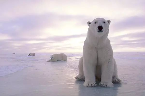 Svalbard: Where Life and Death Are Outlawed - A Journey to the Edge of the World