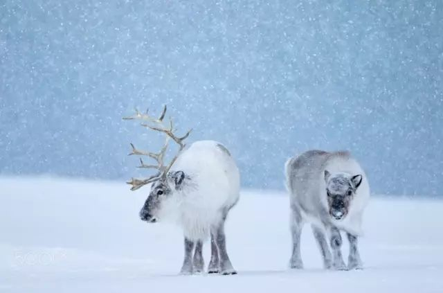 Svalbard: Where Life and Death Are Outlawed - A Journey to the Edge of the World